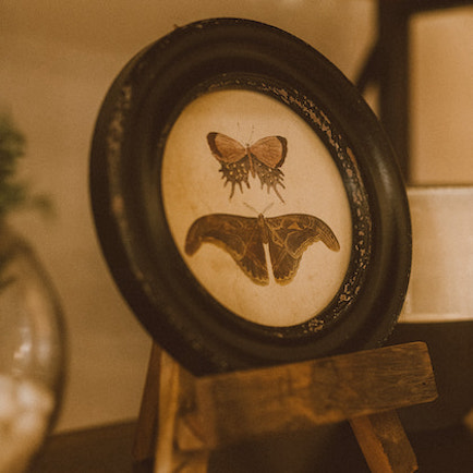 Reproduction of vintage moths and butterflies art in a round frame, displayed on a small wooden easel