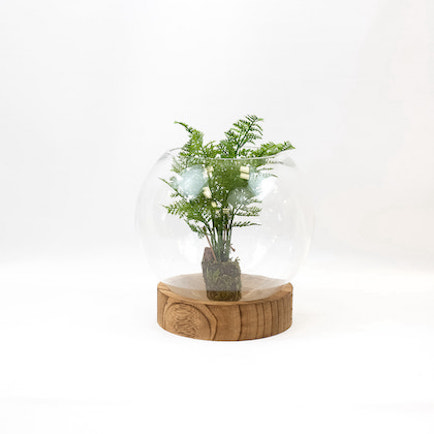 Glass terrarium with wood base, displayed with small plant